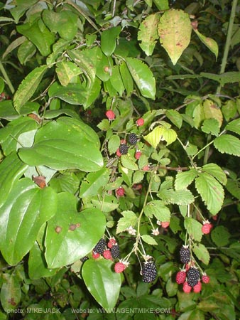 DSC05649